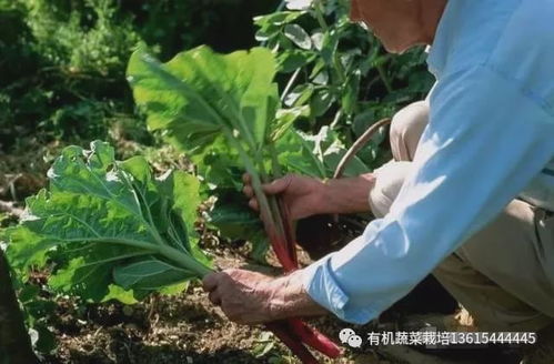 農產品的營養流失與有機食品的未來之路