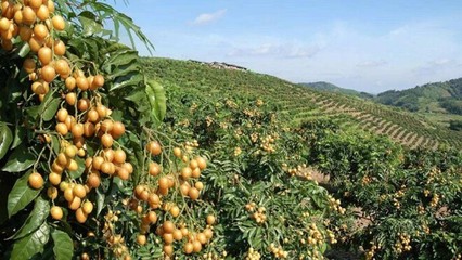 臺灣三品農業的初級農產品品質管理